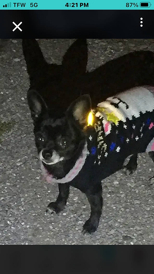 Jypsy is registered to the contest to win money with this photo: art, canidae, carnivore, companion_dog, darkness, dog, dog_breed, dog_supply, electric_blue, fashion_accessory, fur, mammal, non_sporting_group, road_surface, snout, sporting_group, tail, toy_dog, whiskers, working_animal