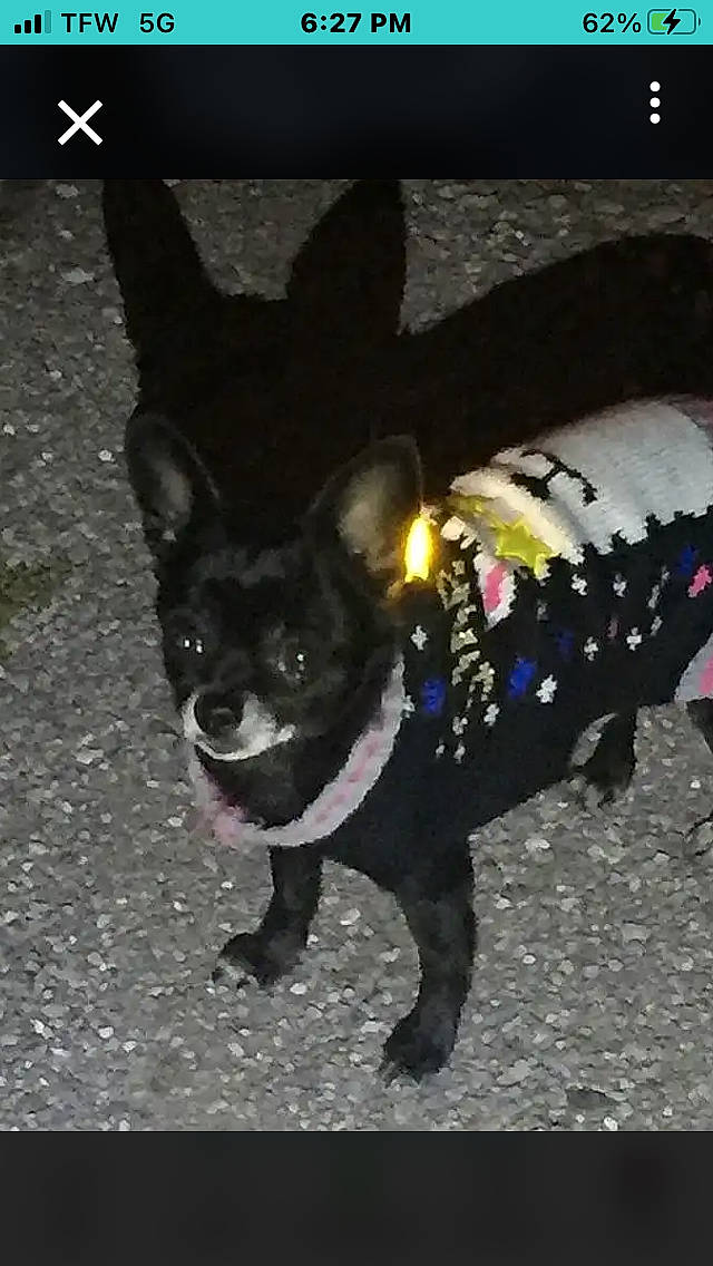 Jypsy joined the competition — help win amazing prizes! canidae, carnivore, companion_dog, darkness, dog, dog_breed, dog_collar, dog_supply, electric_blue, fashion_accessory, fur, mammal, non_sporting_group, road_surface, snout, sporting_group, tail, toy_dog, whiskers, working_animal