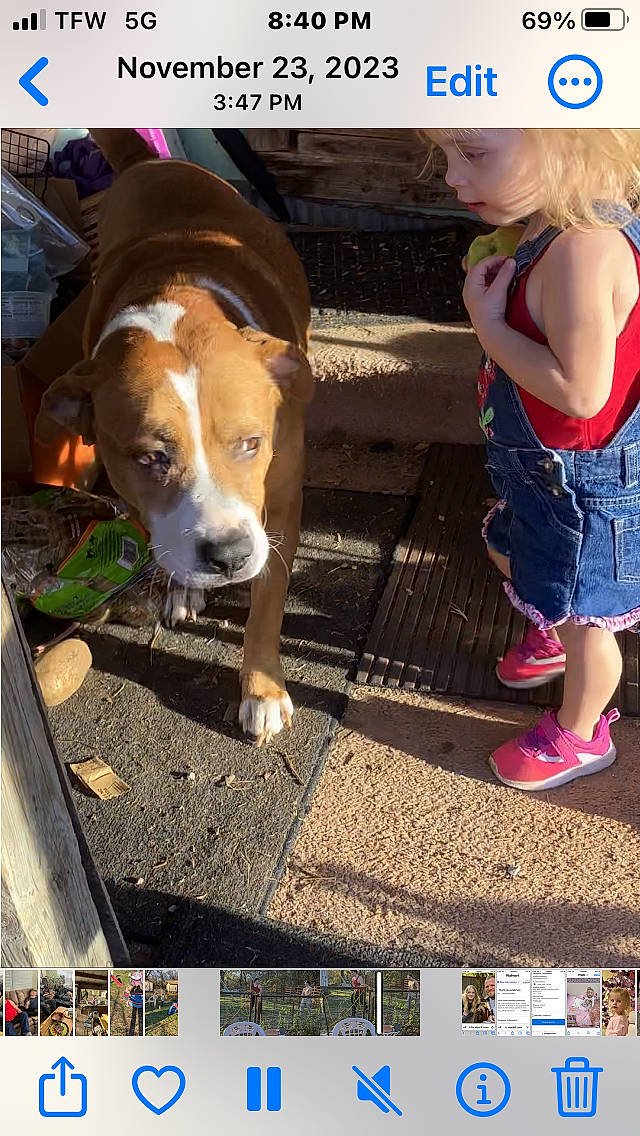 Remington is registered to the contest to win money with this photo: beagle, canidae, carnivore, collar, companion_dog, dog, dog_breed, dog_supply, fawn, flip_flops, pet_supply, photo_caption, sandal, scent_hound, snout, sporting_group, working_animal, working_dog