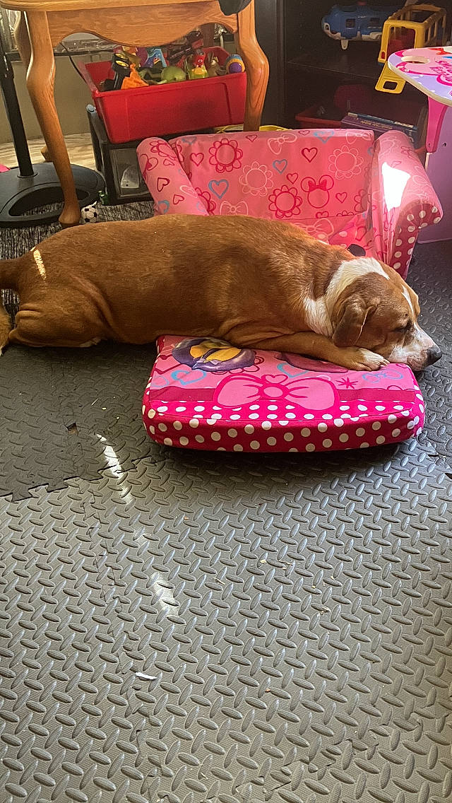 Remington is registered to the contest to win money with this photo: brown, carnivore, cat, comfort, companion_dog, dog_breed, fawn, felidae, floor, flooring, fur, hardwood, linens, liver, magenta, pet_supply, pink, room, small_to_medium_sized_cats, wood