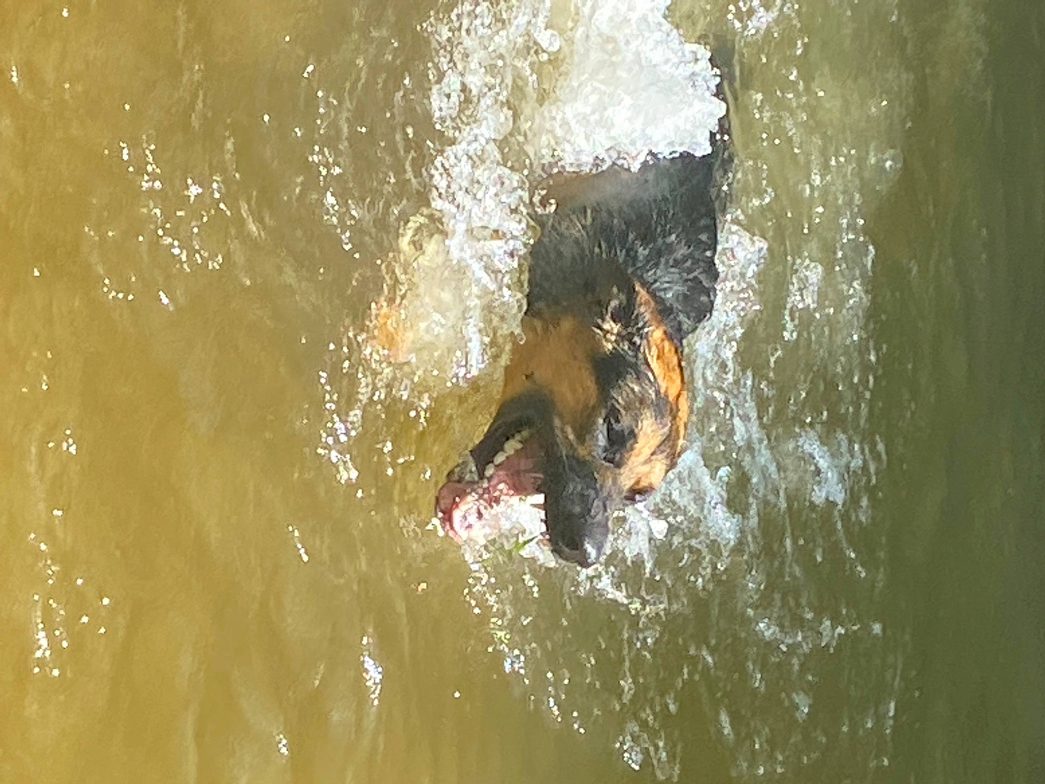 Mufasa is registered to the contest to win money with this photo: _geese_and_swans, beak, body_of_water, canidae, carnivore, duck, ducks, fun, lake, leisure, recreation, reflection, sporting_group, tail, water, water_bird, watercourse, waterfowl, wave, wildlife