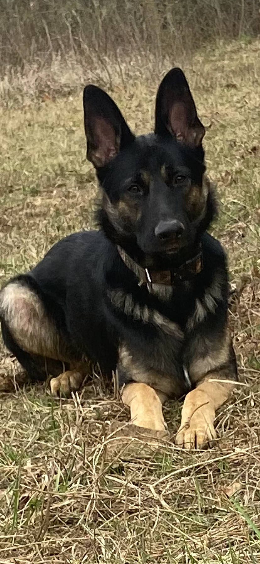 Scar is registered to the contest to win money with this photo: canidae, carnivore, companion_dog, dog, dog_breed, dog_supply, grass, guard_dog, herding_dog, hunting_dog, king_shepherd, snout, sporting_group, terrestrial_animal, working_animal, working_dog