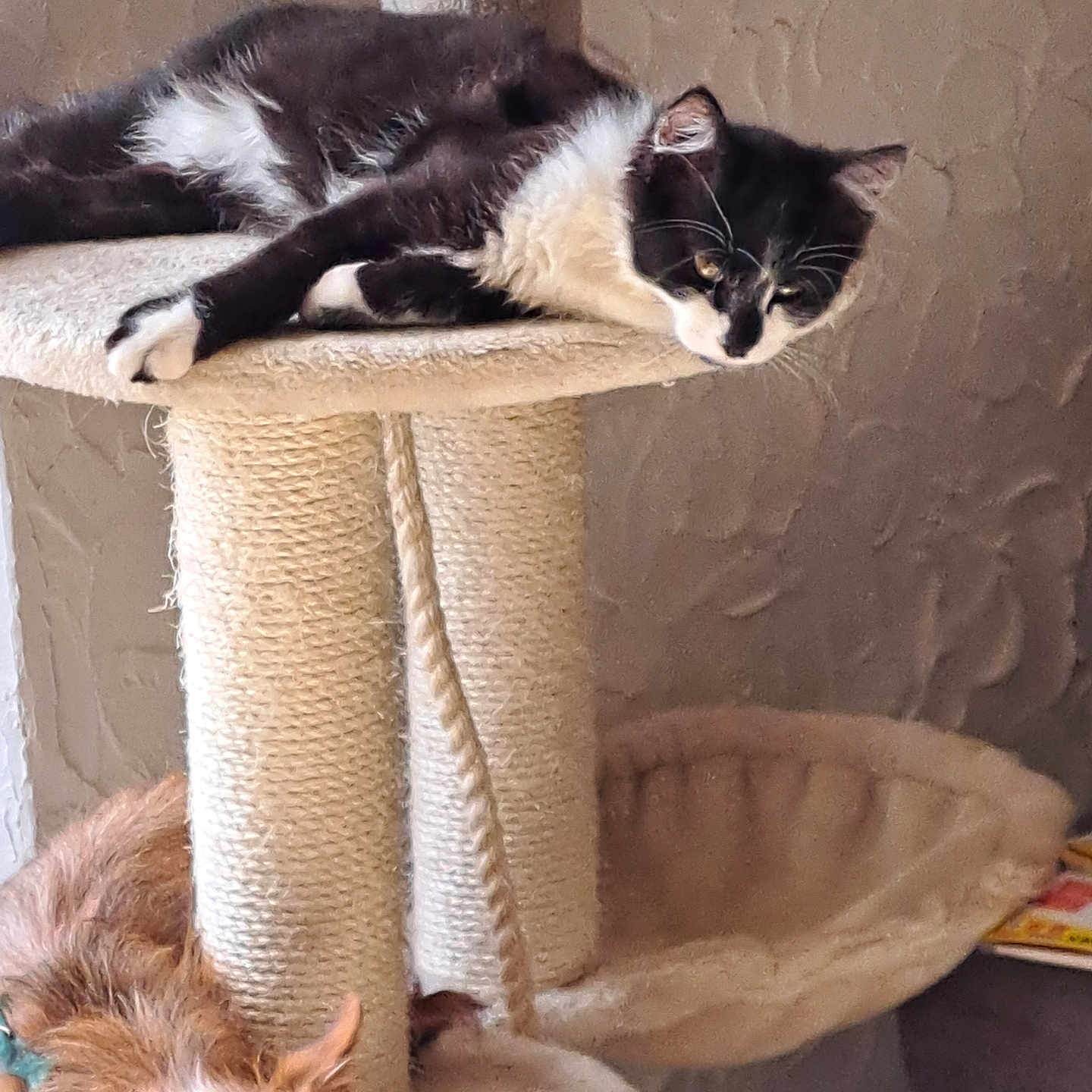 Chonchon participe au concours pour gagner de l'argent avec cette photo : abyssinian, animal, armchair, basket, blackcat, canine, cat, chair, couch, dog, furniture, homedecor, indoors, kitten, linen, manx, pet, plywood, siamese, wood
