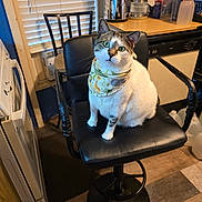 Schrödinger is registered to the contest to win money with this photo: cat, animal, bandana, chair, kitchen, pet, feline, domestic, indoor, curious, green_eyes, black_chair, appliance, window, furniture, flooring, household, cute, sitting, looking_up