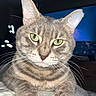 cat, tabby, green_eyes, close_up, whiskers, paws, bed, indoor, night, blurred_background, city_lights, feline, pet, animal, fur, ears, cute, relaxed, portrait, domestic_cat