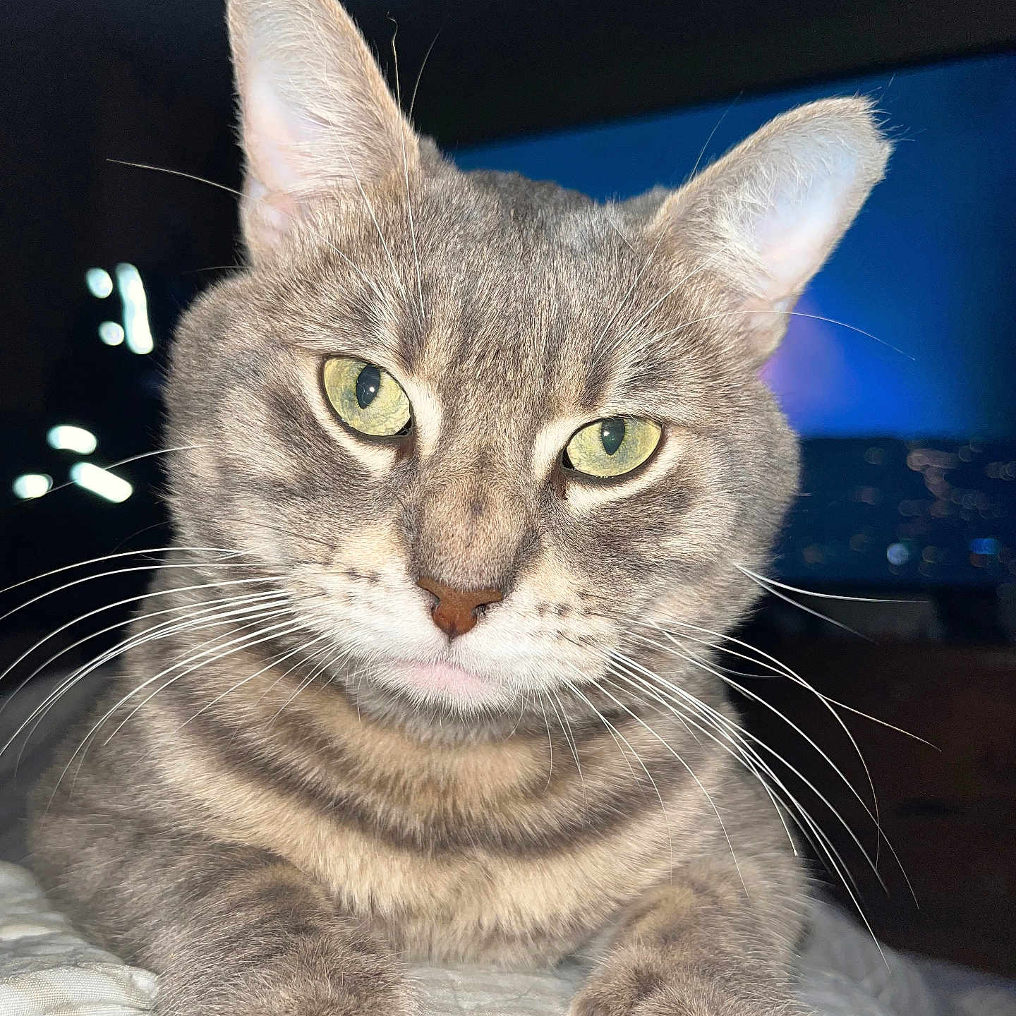 Gizzy joined the competition — help win amazing prizes! cat, tabby, green_eyes, close_up, whiskers, paws, bed, indoor, night, blurred_background, city_lights, feline, pet, animal, fur, ears, cute, relaxed, portrait, domestic_cat