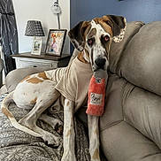 Harlow is registered to the contest to win money with this photo: blanket, couch, dog, ears, fur, great_dane, home_decor, lamp, living_room, paws, picture_frame, plush_toy, portrait_photo, relaxed, rose_toy, sitting, sleepy_eyes, snout, upholstery, wall_art