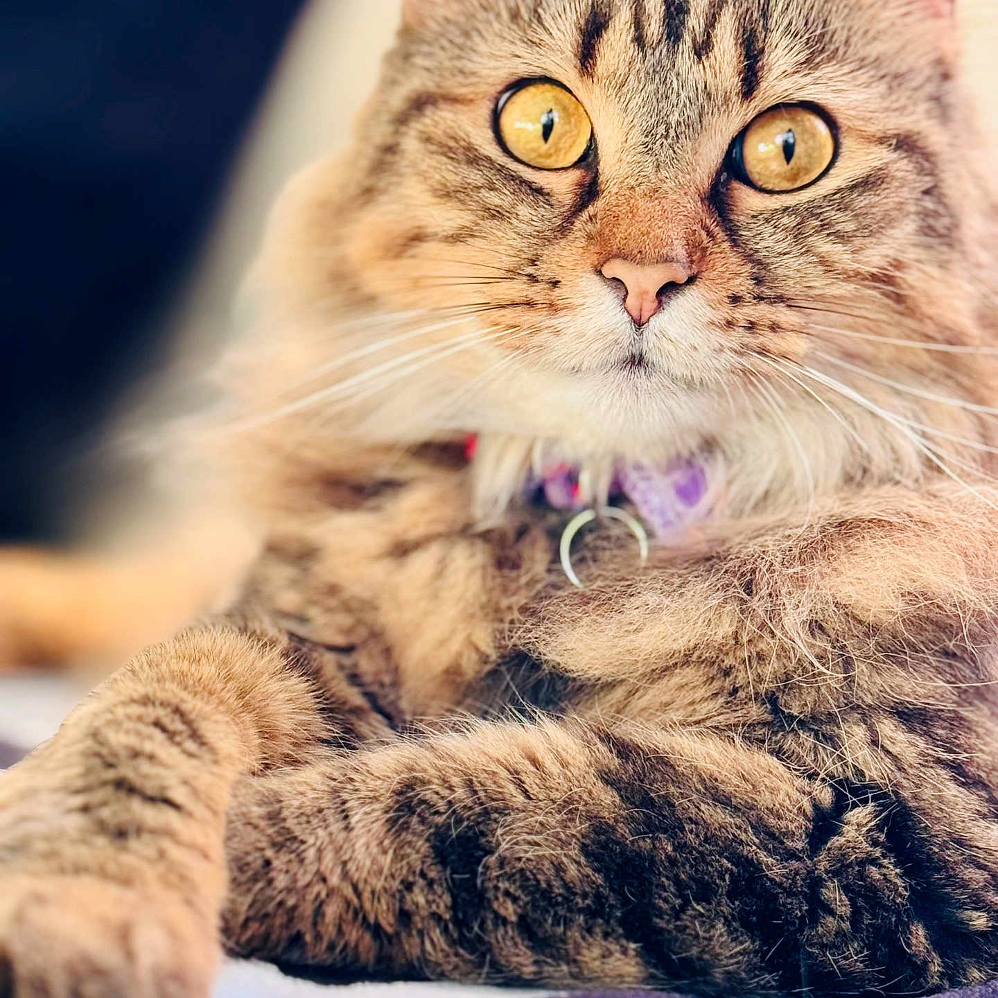 Dracula is registered to the contest to win money with this photo: abyssinian, accessories, angora, animal, bodypart, cat, collar, formalwear, jewelry, kitten, leash, manx, mouth, necklace, person, pet, purple, strap, tie