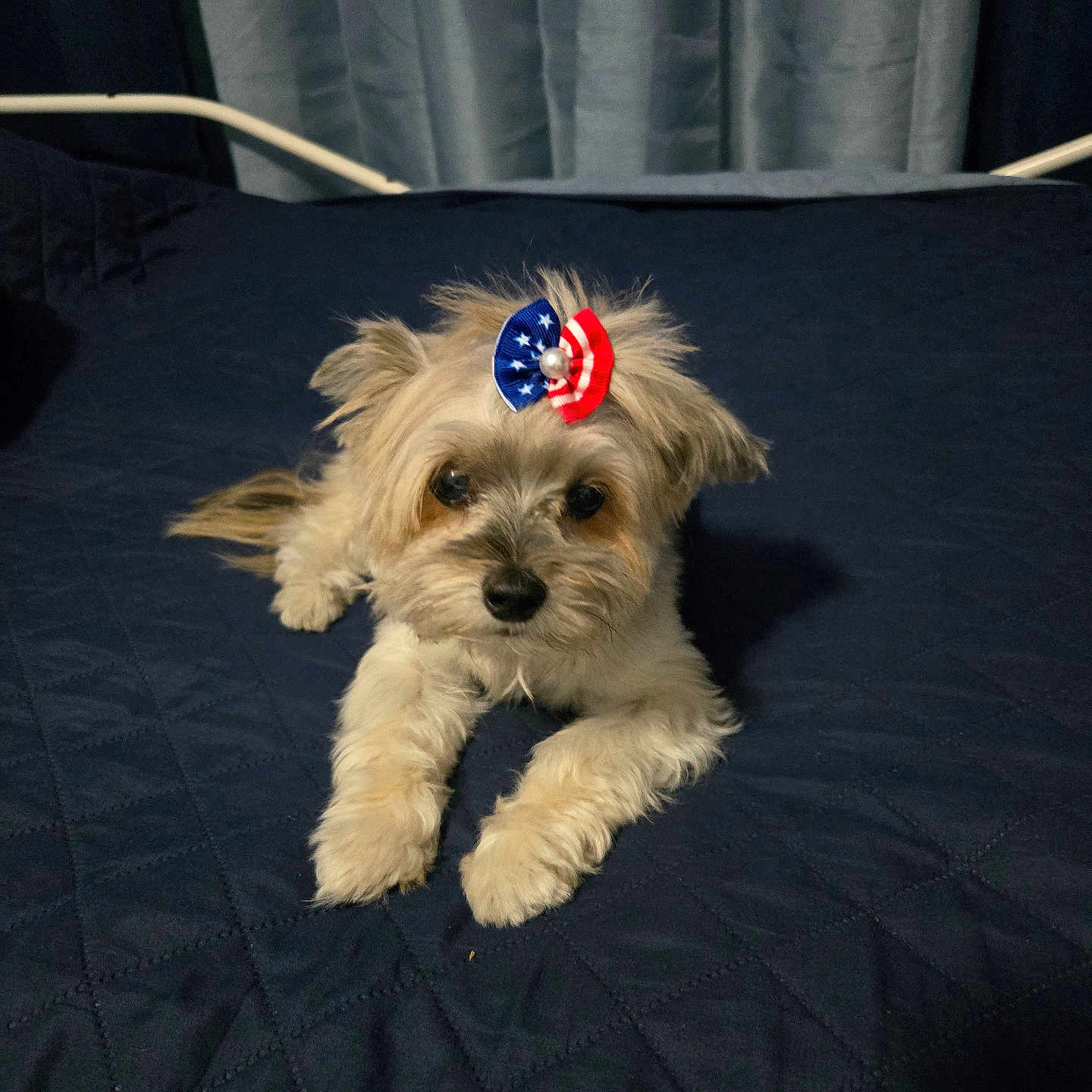 Molly is registered to the contest to win money with this photo: adorable, animal, bed, bow, companion, curious, cute, dog, domestic_animal, ears, face, fur, indoor, looking, lying_down, paw, pet, quilted_bedspread, resting, small_dog