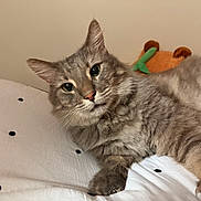 Smokey joined the competition — help win amazing prizes! cat, gray_cat, fluffy, pet, indoor, bed, white_bedspread, plush_toy, orange_toy, relaxed, feline, whiskers, paw, curious, domestic_animal, cozy, cute, animal, sleepy, closeup