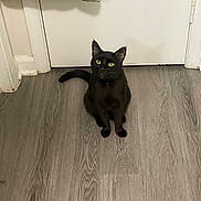 Luna is registered to the contest to win money with this photo: black_cat, cat, pet, animal, floor, wood_floor, door, indoor, curious, yellow_eyes, domestic_cat, sitting, looking_up, shopping_bag, white_door, rug, home, fur, whiskers, tail