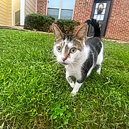 Spo is registered to the contest to win money with this photo: cat, grass, outdoor, green, animal, pet, feline, walking, house, brick, window, door, bush, nature, daylight, curious, closeup, whiskers, tail, frontyard