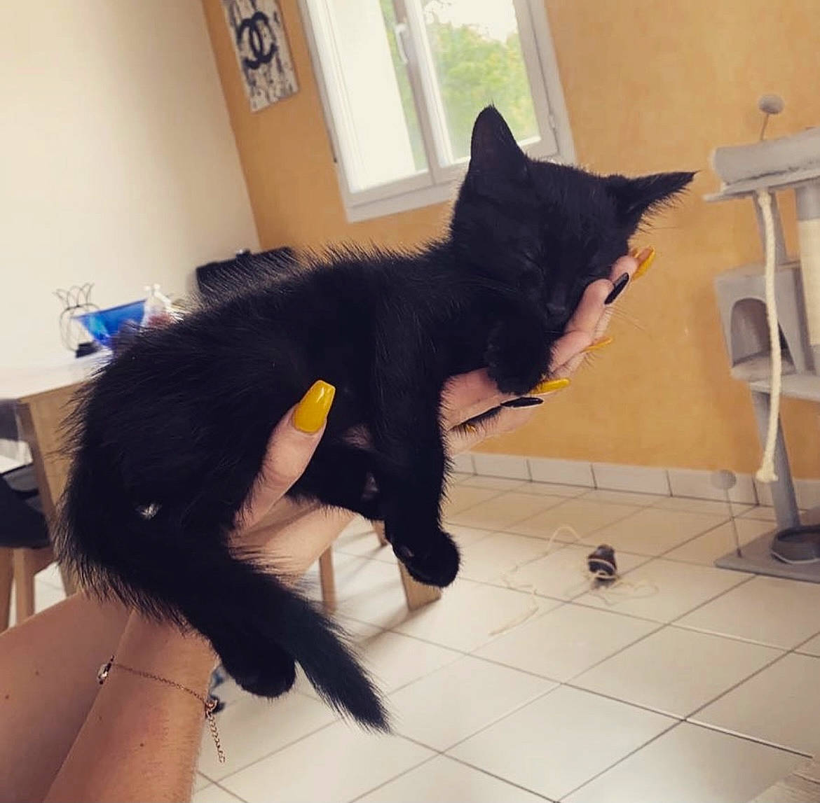 Pépito participe au concours pour gagner de l'argent avec cette photo : black_cat, canidae, carnivore, cat, claw, comfort, dog_breed, domestic_short_haired_cat, felidae, floor, flooring, fur, gesture, human_leg, sitting, small_to_medium_sized_cats, tail, whiskers, window, window_blind