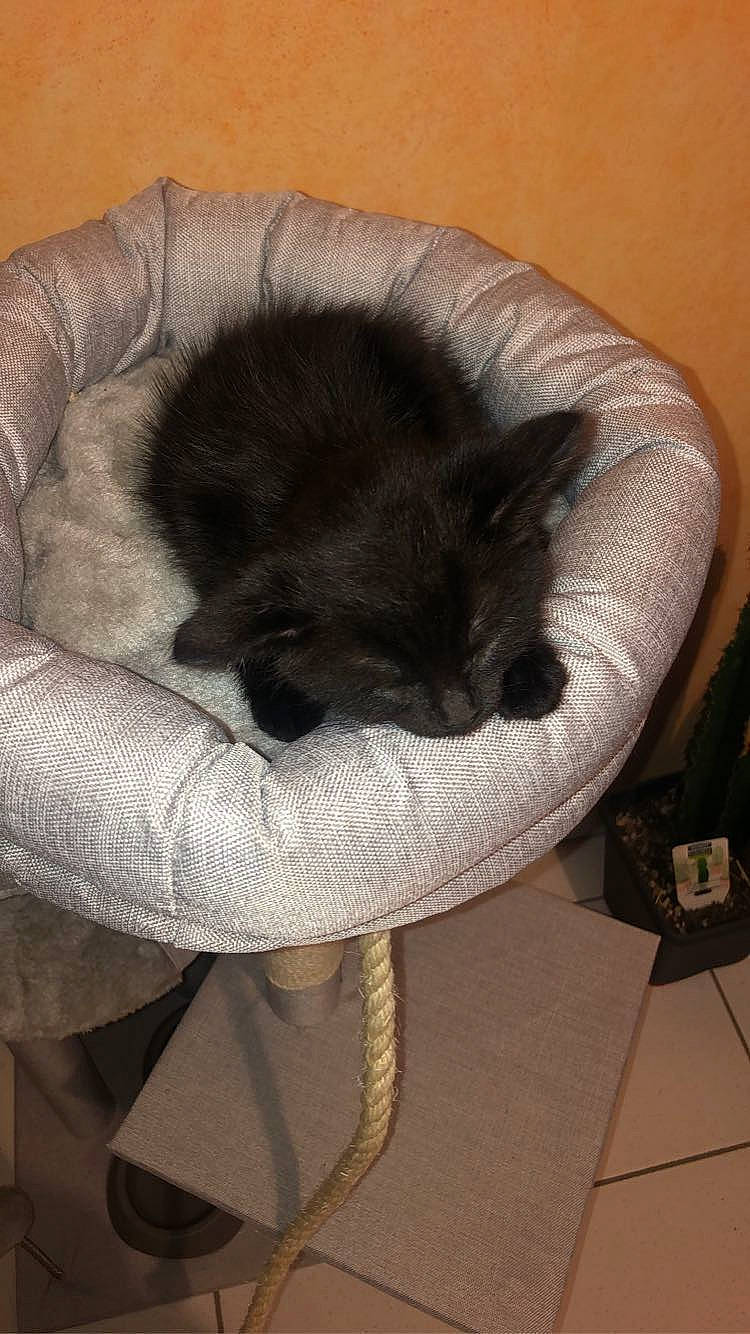 Pépito participe au concours pour gagner de l'argent avec cette photo : black_cat, canidae, carnivore, cat, cat_bed, cat_supply, chair, claw, comfort, domestic_short_haired_cat, fawn, felidae, fur, leg, nap, small_to_medium_sized_cats, snout, sporting_group, tail, whiskers