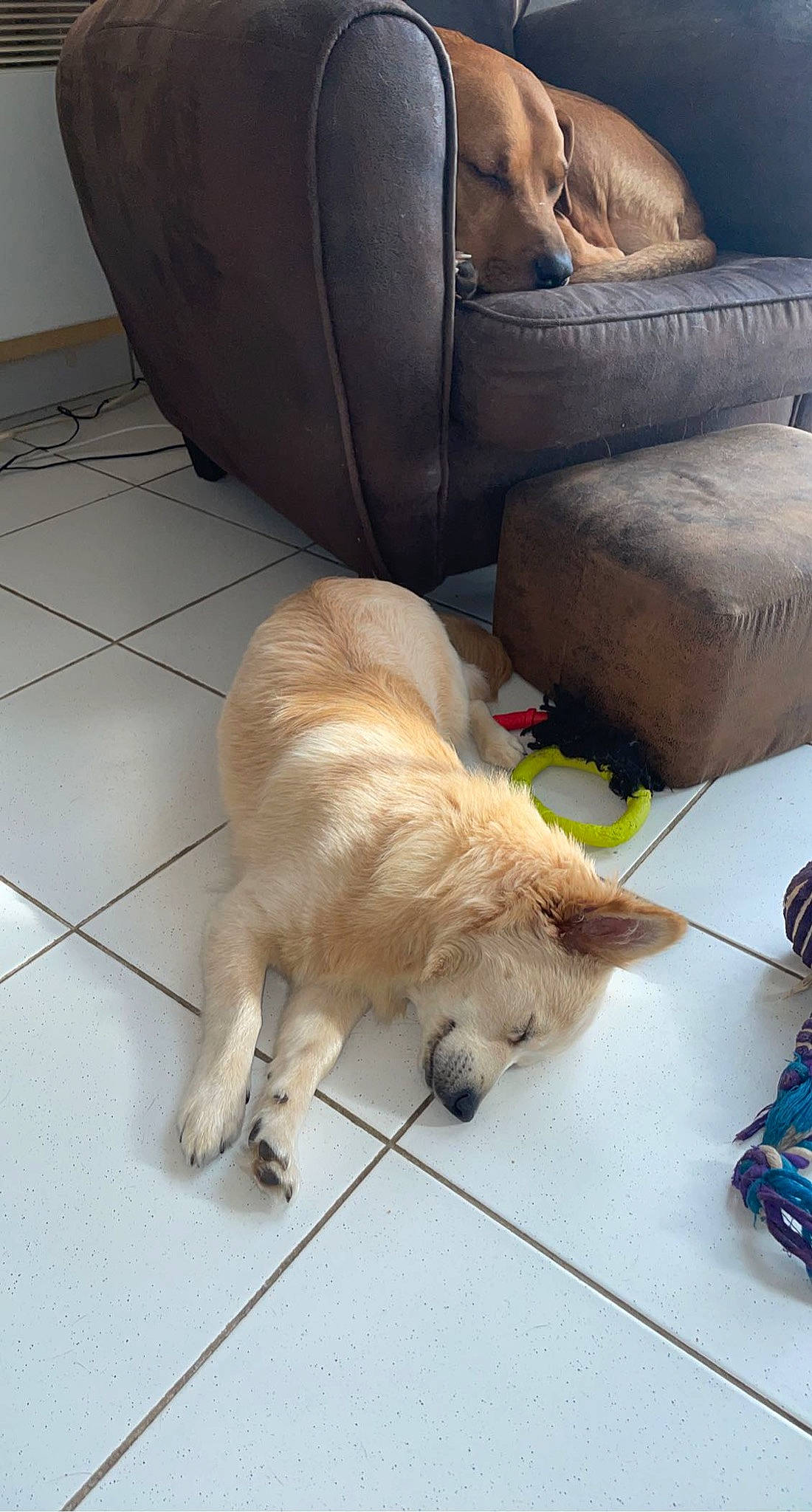 Nougat participe au concours pour gagner de l'argent avec cette photo : carnivore, chair, collar, comfort, companion_dog, couch, dog, dog_breed, dog_supply, fawn, floor, flooring, fur, leash, paw, pet_supply, retriever, snout, sporting_group, tail