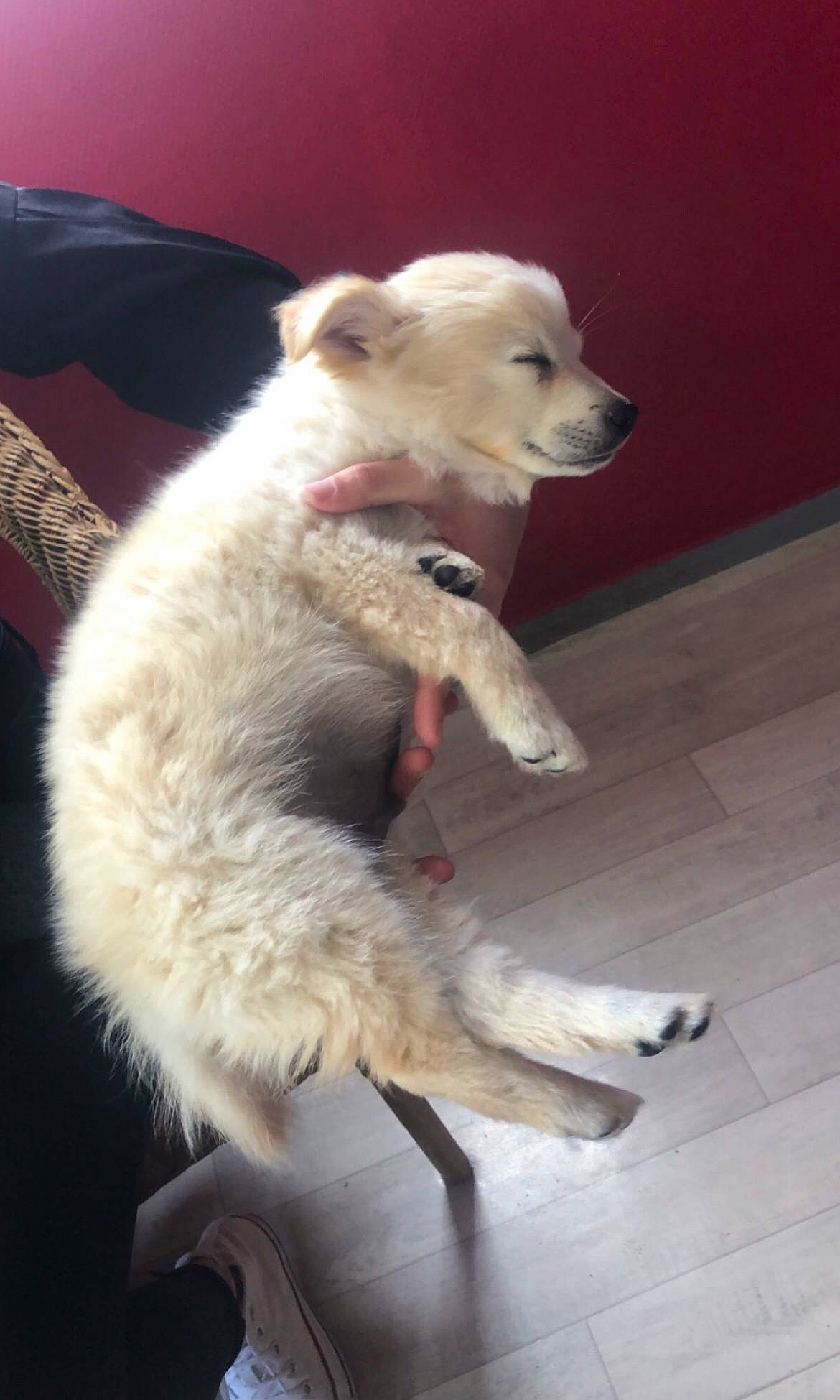 Nougat participe au concours pour gagner de l'argent avec cette photo : biting, canidae, carnivore, claw, collar, companion_dog, dog, dog_breed, fawn, flooring, fur, paw, snout, sporting_group, tail, terrestrial_animal, tile_flooring, whiskers, wood, working_animal