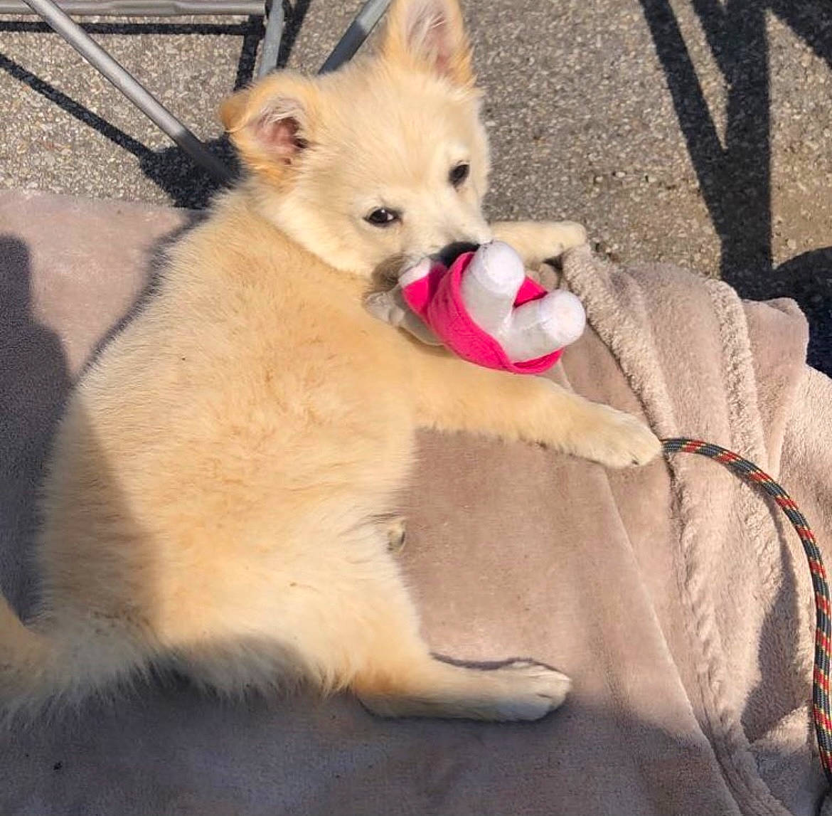 Nougat participe au concours pour gagner de l'argent avec cette photo : canidae, carnivore, collar, comfort, companion_dog, dog, dog_breed, dog_supply, eye, fawn, fur, paw, pet_supply, snout, spitz, sporting_group, tail, terrestrial_animal, whiskers, working_animal