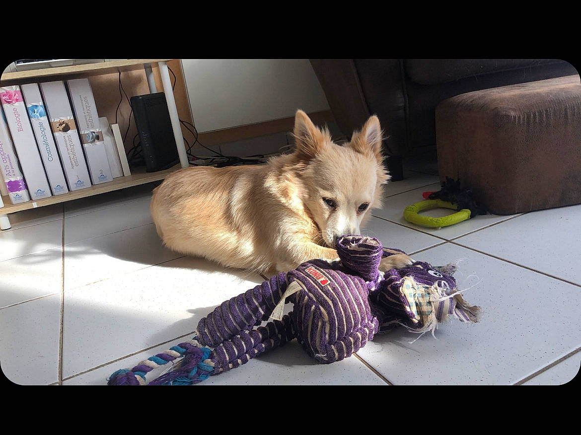 Nougat a rejoint le concours — aidez-le/la à gagner de superbes lots ! bookcase, carnivore, comfort, companion_dog, couch, dog, dog_breed, dog_supply, fawn, felidae, flooring, fur, furniture, room, shelf, shelving, small_to_medium_sized_cats, tail, toy, whiskers