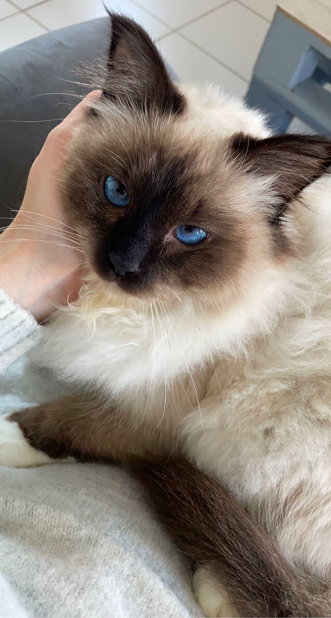 Mouchka a rejoint le concours — aidez-le/la à gagner de superbes lots ! balinese, birman, carnivore, cat, close_up, electric_blue, fawn, felidae, fur, iris, photography, ragdoll, siamese, small_to_medium_sized_cats, snout, terrestrial_animal, thai, tonkinese, whiskers