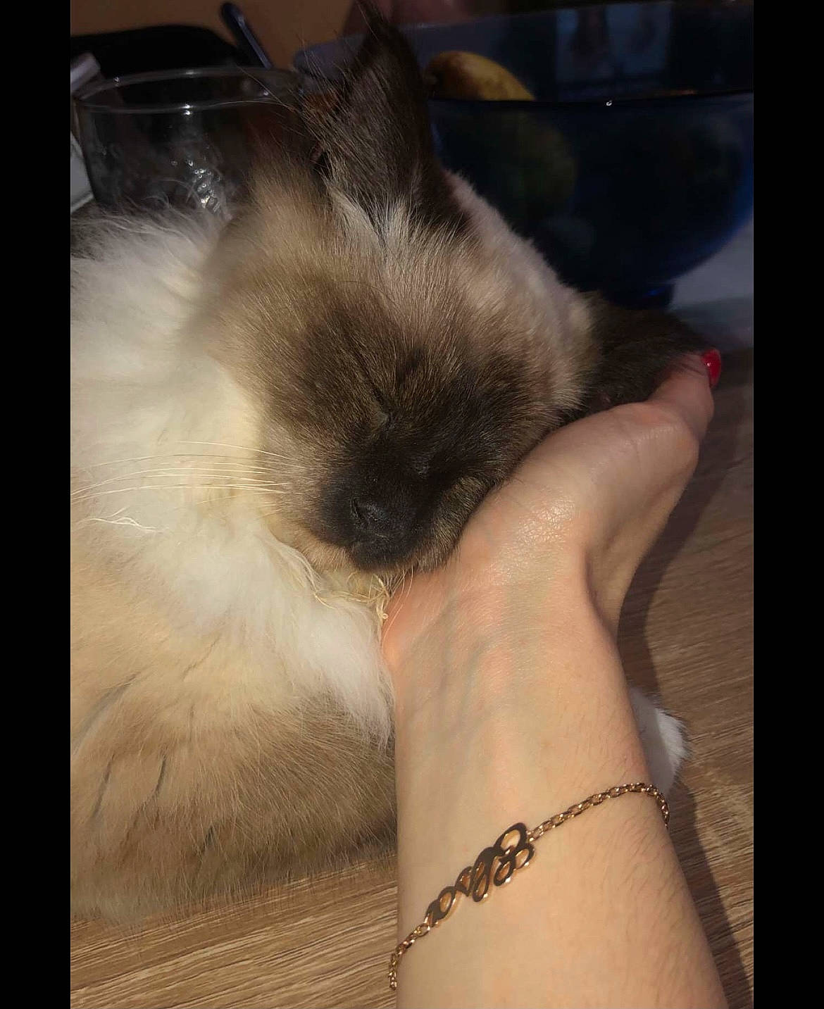 Mouchka participe au concours pour gagner de l'argent avec cette photo : carnivore, cat, cloud, eyelash, fashion_accessory, felidae, flesh, fur, gesture, human_leg, jewellery, metal, paw, sky, small_to_medium_sized_cats, square, tail, temporary_tattoo, whiskers, wrist