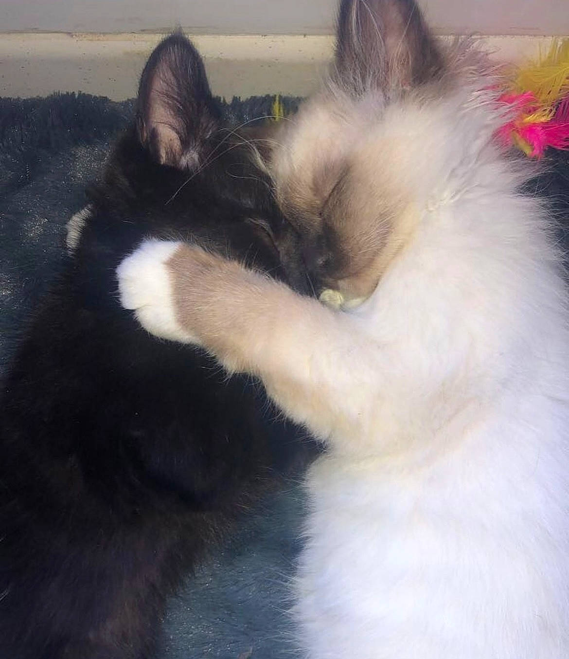 Mouchka a rejoint le concours — aidez-le/la à gagner de superbes lots ! balinese, carnivore, cat, claw, comfort, ear, eye, felidae, formal_wear, fur, jaw, nap, paw, sky, small_to_medium_sized_cats, snout, tail, thai, whiskers