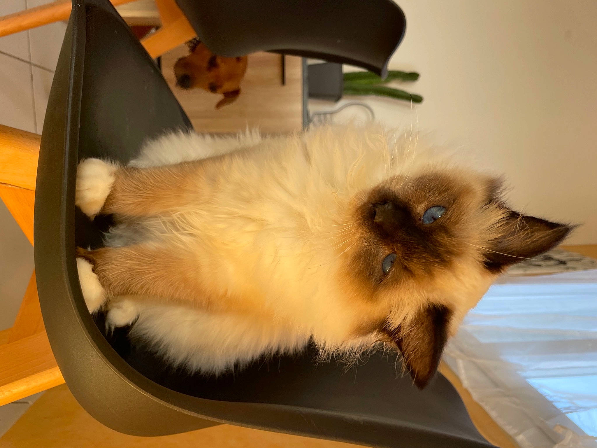 Mouchka a rejoint le concours — aidez-le/la à gagner de superbes lots ! balinese, birman, carnivore, cat, claw, companion_dog, fawn, felidae, fur, persian, siamese, small_to_medium_sized_cats, tail, whiskers
