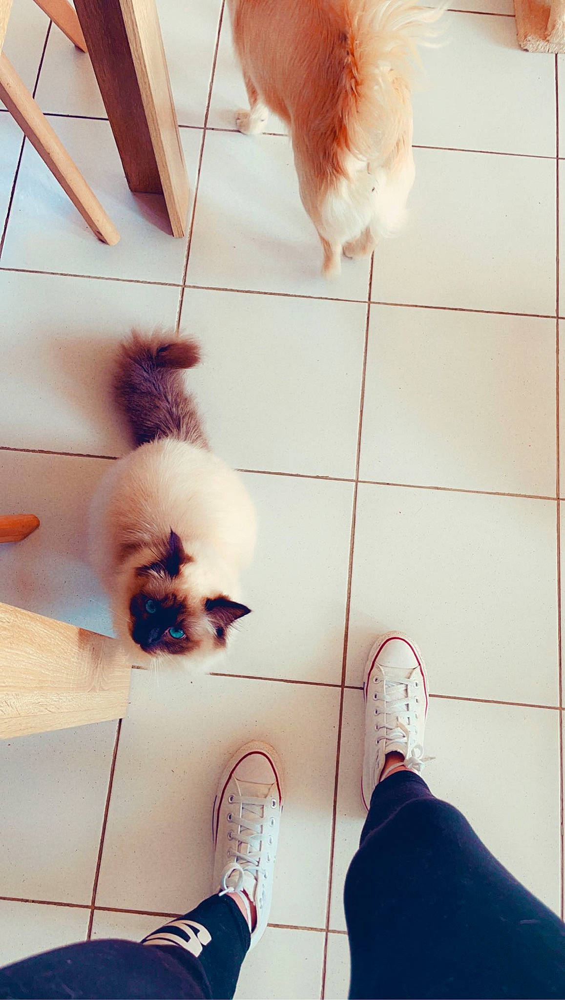 Mouchka a rejoint le concours — aidez-le/la à gagner de superbes lots ! beauty, carnivore, companion_dog, dog_breed, fawn, felidae, floor, flooring, light, photograph, small_to_medium_sized_cats, snout, tail, textile, tints_and_shades, walking_shoe, whiskers, white, wood, yellow