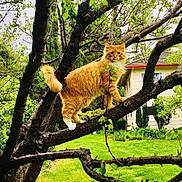 Moe Lovely is registered to the contest to win money with this photo: cat, orange_cat, tree, branch, green_leaves, outdoor, grass, house, suburban, pet, animal, nature, feline, balancing, yard, daylight, fur, whiskers, tail, garden