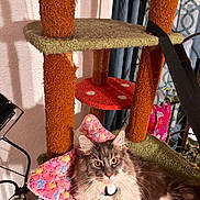 Piper Lynn joined the competition — help win amazing prizes! cat, fluffy, amber_eyes, cat_tree, blanket, indoor, pet, furniture, curtains, plant, cozy, carpeted_post, relaxed, domestic, animal, fur, sitting, looking_at_camera, home, colorful