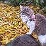 Piper Lynn is registered to the contest to win money with this photo: cat, fluffy_cat, rock, autumn_leaves, outdoor, fence, green_leaves, pink_harness, nature, fall, pet, animal, fur, side_view, tree, garden, curious, mammal, wildlife, leaf_litter