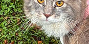 Piper Lynn is registered to the contest to win money with this photo: amber_eyes, animal, cat, close_up, cute, domestic_cat, eyes, fluffy, focus, fur, grass, gray, leaves, mammal, nature, outdoor, pet, portrait, whiskers, wildlife