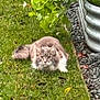 Piper Lynn is registered to the contest to win money with this photo: animal, cat, crouching, curious, daylight, eyes, feline, fluffy, fur, garden, grass, gray, greenery, metal_border, nature, outdoor, pet, plant, quiet, white