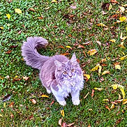 Piper Lynn is registered to the contest to win money with this photo: animal, background, cat, curious, cute, eyes, fall, feline, fluffy, grass, gray, leaves, looking_up, mammal, nature, outdoor, pet, tail, whiskers, white