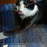 Rosebud joined the competition — help win amazing prizes! alert, animal, black_and_white, blue_rug, cat, cute, digital_clock, ears, face, indoor, lying_down, notification, pet, phone_screen, screenshot, text_overlay, time_display, tongue_out, whiskers, wooden_background
