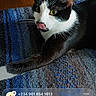 alert, animal, black_and_white, blue_rug, cat, cute, digital_clock, ears, face, indoor, lying_down, notification, pet, phone_screen, screenshot, text_overlay, time_display, tongue_out, whiskers, wooden_background