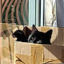 animal, blackcat, box, cardboard, carton, cat, couch, crate, furniture, indoors, kitten, manx, package, packagedelivery, person, pet, plant, pottedplant, sleeping, wood