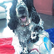 Cachou participe au concours pour gagner de l'argent avec cette photo : american_cocker_spaniel, blue_picardy_spaniel, canidae, carnivore, cocker_spaniel, dog, dog_breed, english_cocker_spaniel, field_spaniel, german_spaniel, mammal, rare_breed_dog, russian_spaniel, snout, spaniel, sporting_group, vertebrate