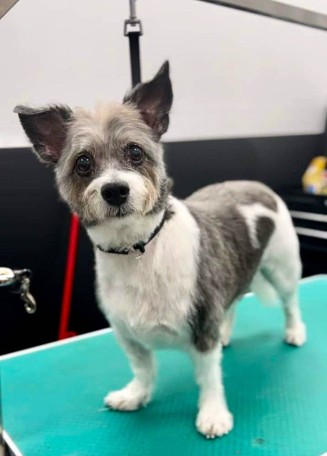 Daisie is registered to the contest to win money with this photo: canidae, carnivore, chair, collar, companion_dog, dog, dog_breed, dog_collar, dog_supply, fashion_accessory, fur, non_sporting_group, small_terrier, sporting_group, tail, terrier, toy_dog, whiskers, working_animal, working_dog