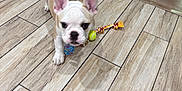 Rambo joined the competition — help win amazing prizes! dog, puppy, french_bulldog, toy, rope_toy, tennis_ball, floor, wooden_floor, indoor, pet, animal, ears, curious, playing, person, shoe, sneakers, chair_legs, small_dog, brown_and_white