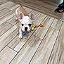 dog, puppy, french_bulldog, toy, rope_toy, tennis_ball, floor, wooden_floor, indoor, pet, animal, ears, curious, playing, person, shoe, sneakers, chair_legs, small_dog, brown_and_white