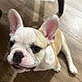 Rambo joined the competition — help win amazing prizes! dog, puppy, french_bulldog, animal, pet, ears, fur, close_up, floor, wooden_floor, cute, young, looking_up, indoor, canine, portrait, small_dog, snout, whiskers, sitting