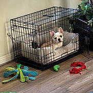 Rambo is registered to the contest to win money with this photo: french_bulldog, puppy, dog, dog_crate, dog_bed, dog_toys, plush_toy, rope_toy, wooden_floor, indoor, window, plant, green_plant, natural_light, pet, pet_care, cozy, cage, home, cute