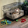 french_bulldog, puppy, dog, dog_crate, dog_bed, dog_toys, plush_toy, rope_toy, wooden_floor, indoor, window, plant, green_plant, natural_light, pet, pet_care, cozy, cage, home, cute