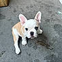 Rambo is registered to the contest to win money with this photo: puppy, dog, french_bulldog, pet, animal, cute, ears, concrete_floor, looking_up, young, small, white_and_tan, sitting, curious, adorable, face, fur, outdoor, close_up, companion