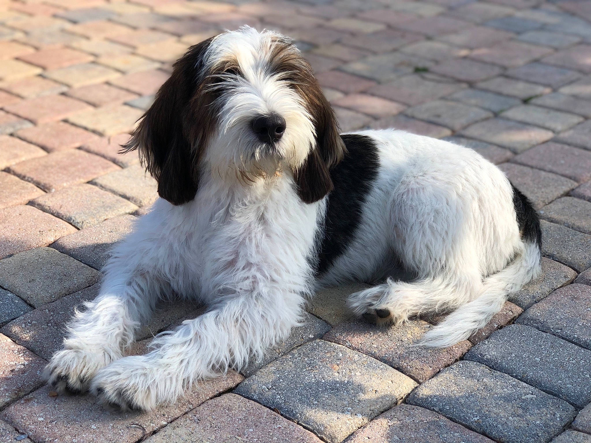 Chocolat Mousse is registered to the contest to win money with this photo: canidae, carnivore, companion_dog, dog, dog_breed, fur, liver, maltepoo, non_sporting_group, road_surface, snout, sporting_group, terrestrial_animal, terrier, toy_dog, water_dog