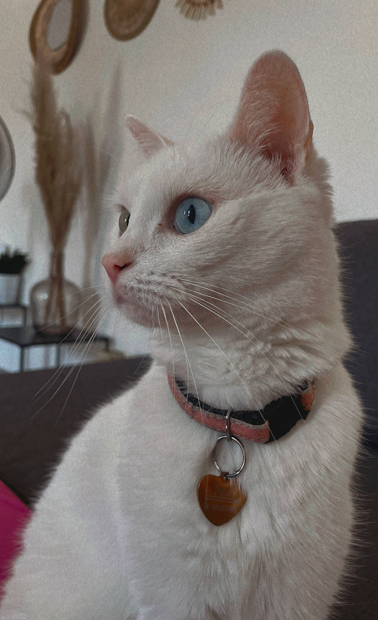 Dona a rejoint le concours — aidez-le/la à gagner de superbes lots ! carnivore, cat, cat_supply, collar, domestic_short_haired_cat, ear, felidae, fur, paw, pet_supply, small_to_medium_sized_cats, snout, whiskers, window