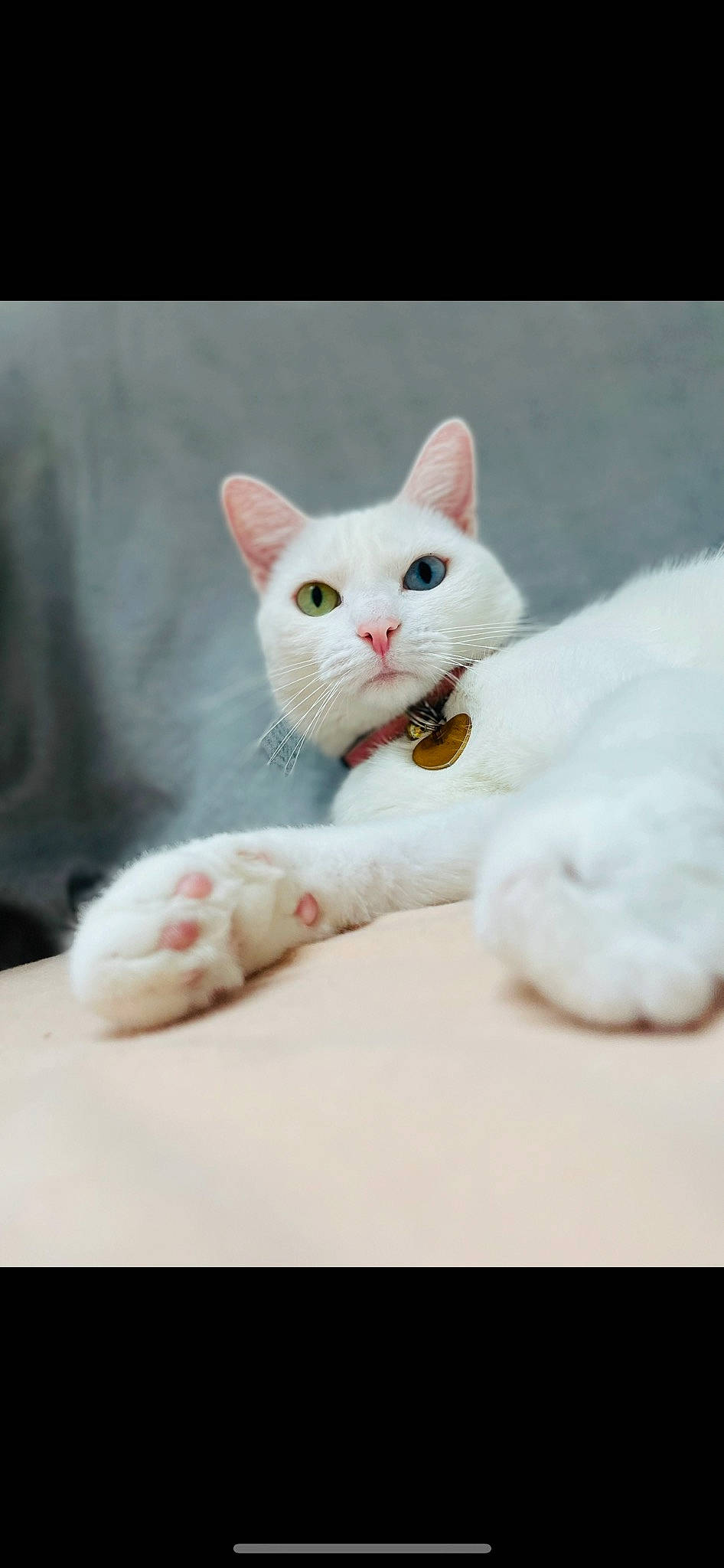 Dona participe au concours pour gagner de l'argent avec cette photo : carnivore, cat, cat_supply, claw, collar, comfort, domestic_short_haired_cat, ear, eye, fawn, felidae, fur, paw, sitting, small_to_medium_sized_cats, snout, tail, whiskers