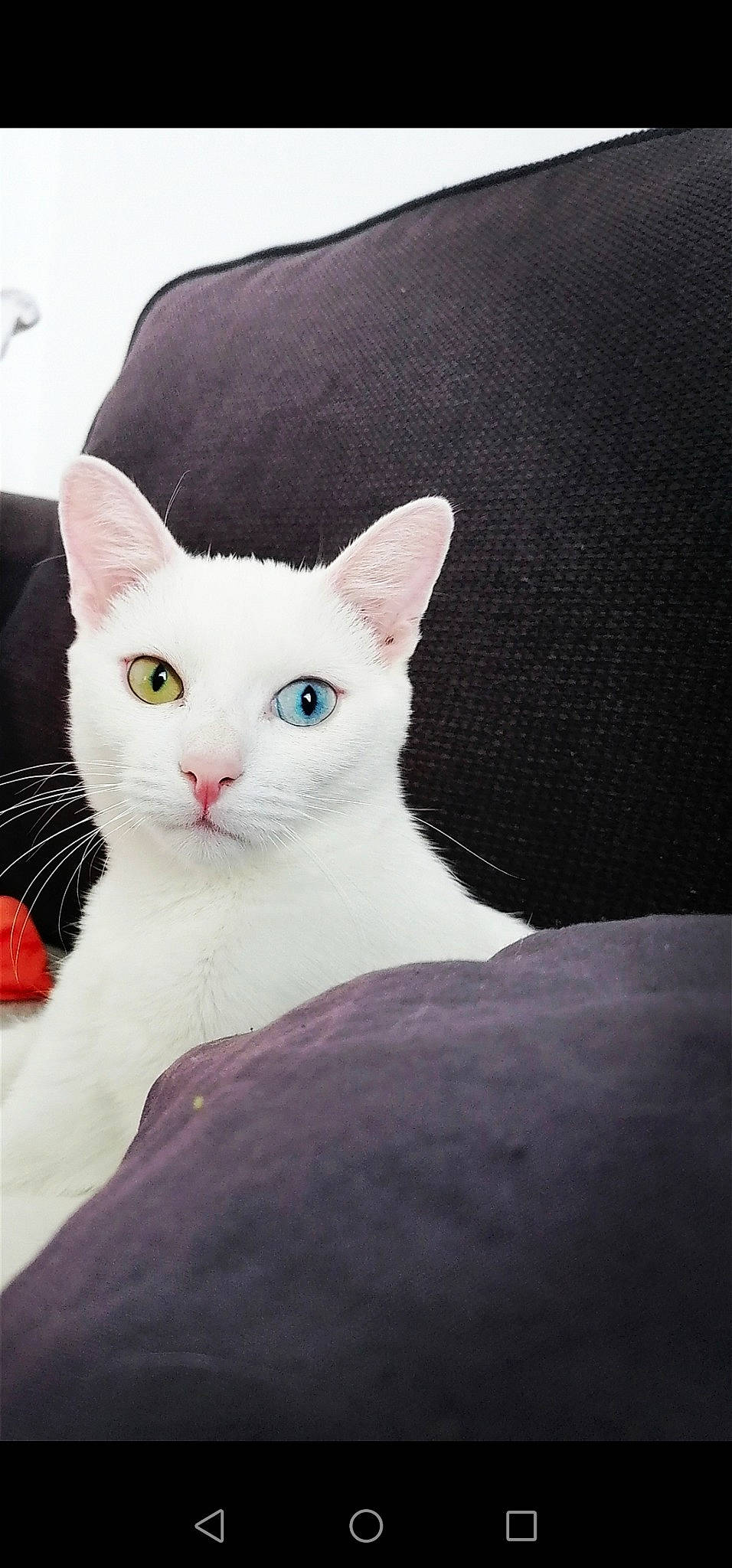 Dona a rejoint le concours — aidez-le/la à gagner de superbes lots ! carnivore, cat, comfort, domestic_short_haired_cat, ear, felidae, fur, grey, paw, small_to_medium_sized_cats, snout, tail, vehicle_registration_plate, whiskers