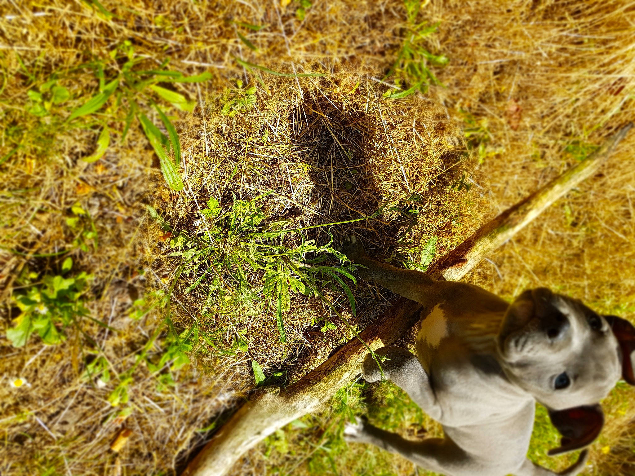 Blue a rejoint le concours — aidez-le/la à gagner de superbes lots ! branch, canidae, fawn, grass, grass_family, non_vascular_land_plant, organism, plant, snout, tail, tree, wildlife, wood