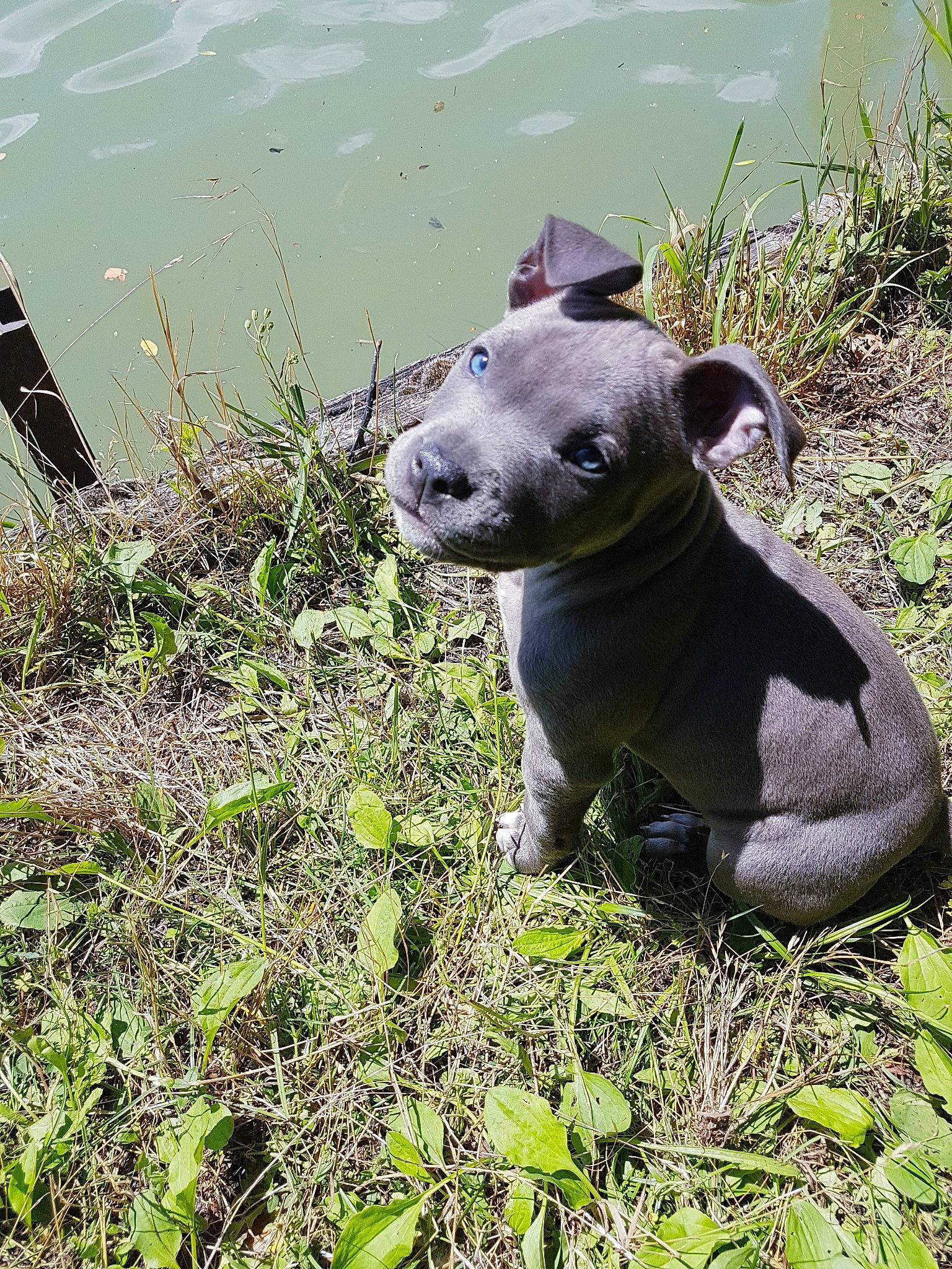 Blue participe au concours pour gagner de l'argent avec cette photo : american_pit_bull_terrier, american_staffordshire_terrier, canidae, carnivore, dog, dog_breed, fawn, grass, mammal, non_sporting_group, pit_bull, plant, snout, staffordshire_bull_terrier, terrier, vertebrate